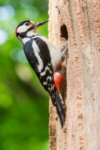 Male Great Spotted Woodpecker, the Netherlands